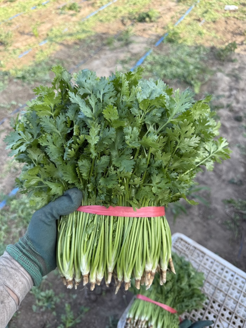 对接全国各地精品香菜价格实惠可视频看货