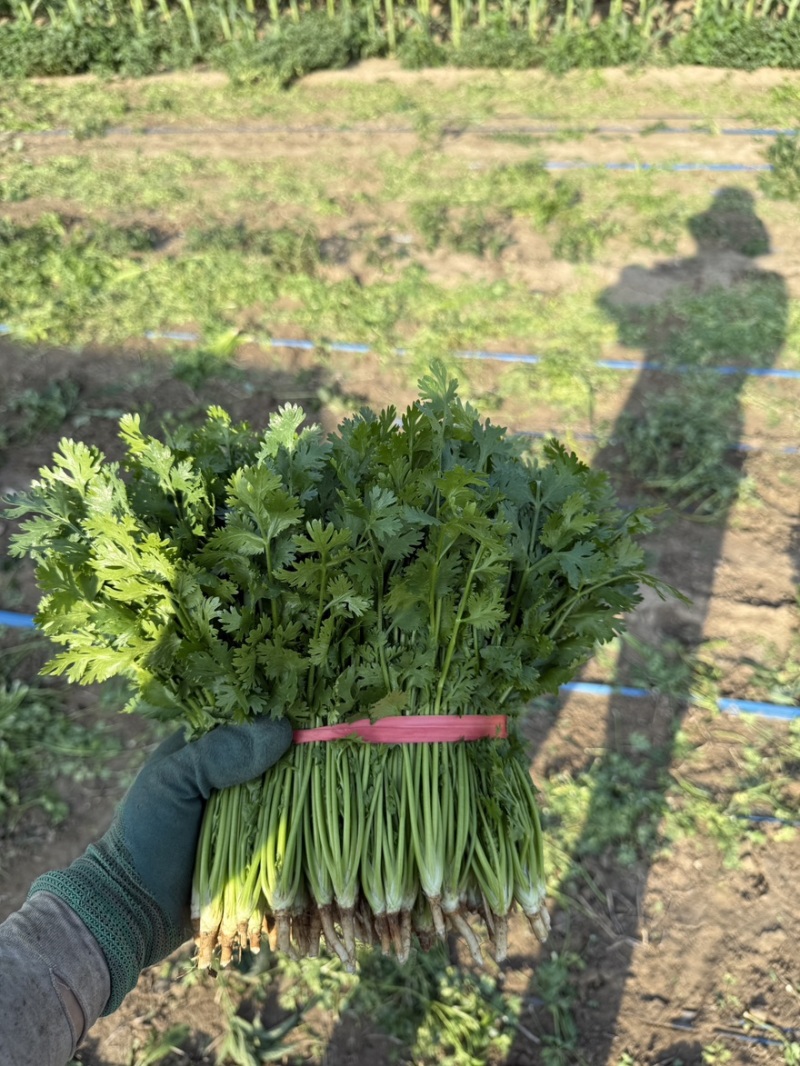 对接全国各地精品香菜价格实惠可视频看货
