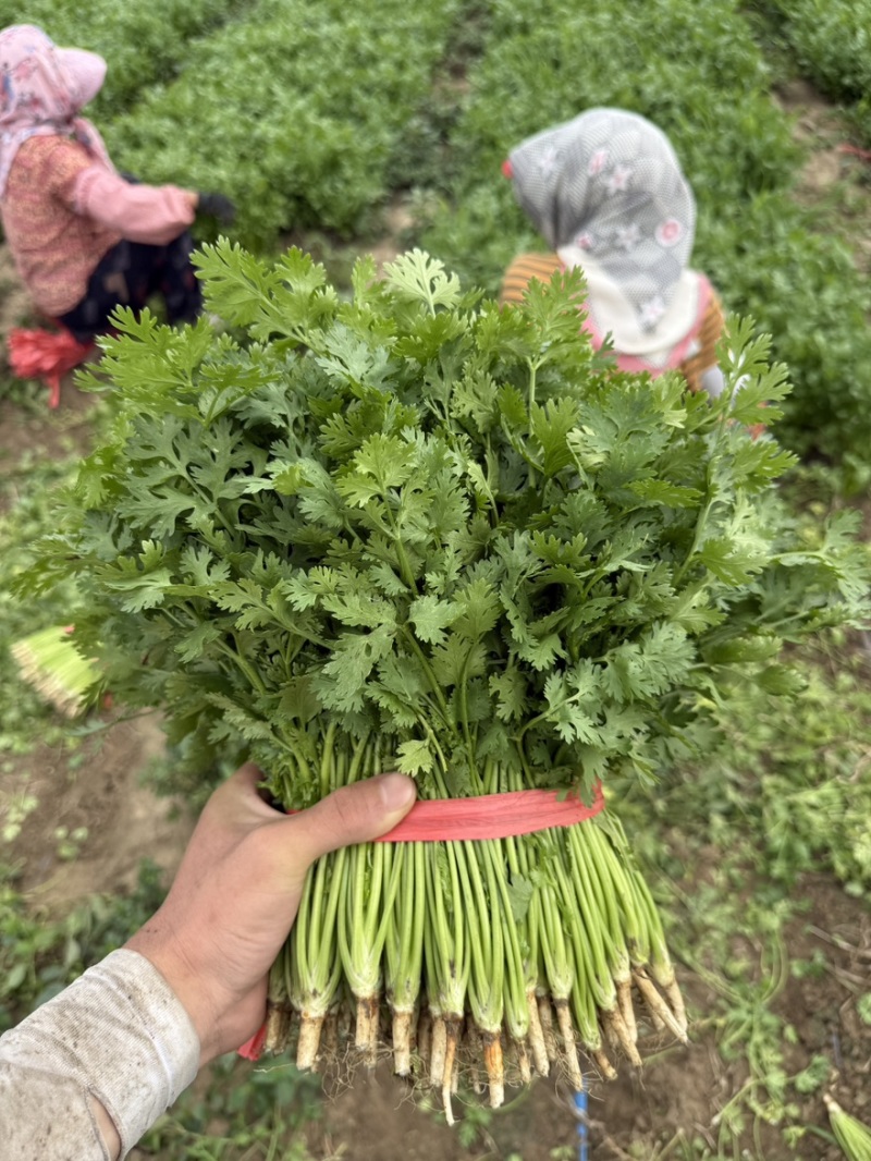 对接全国各地精品香菜价格实惠可视频看货