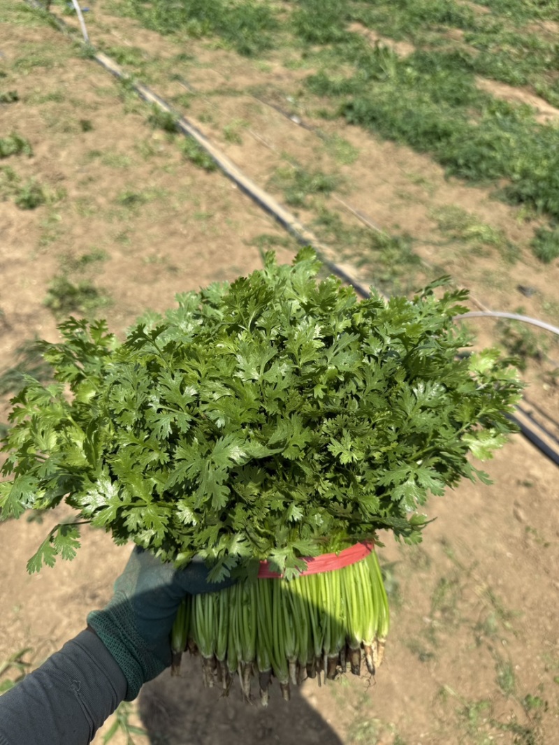 对接全国各地精品香菜价格实惠可视频看货