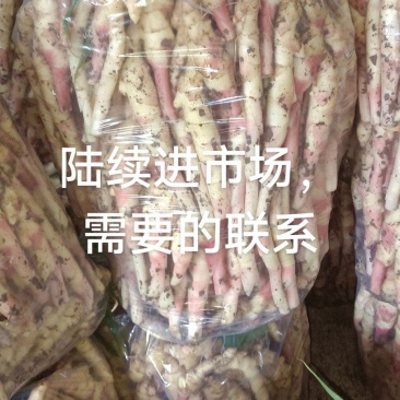 鲜姜，水洗姜，泥姜阜阳小黄姜大黄姜仔姜