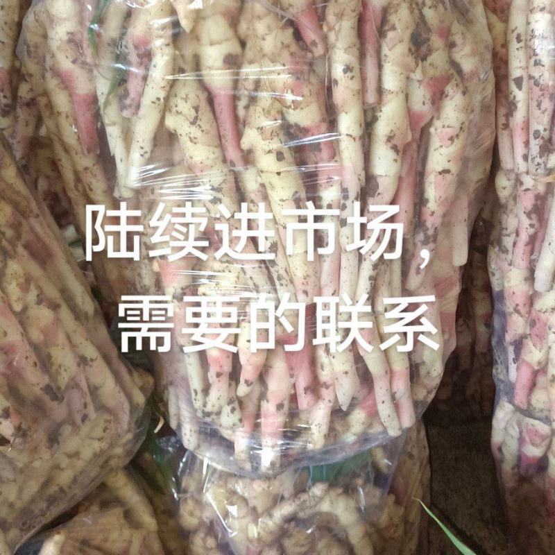 鲜姜，水洗姜，泥姜阜阳小黄姜大黄姜仔姜