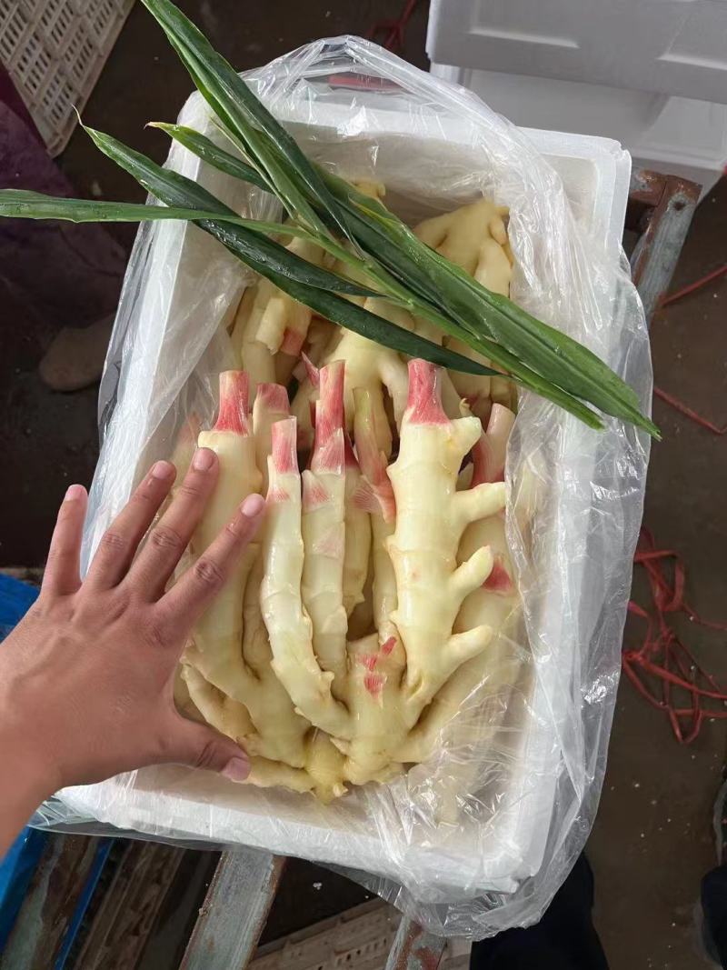 鲜姜，水洗姜，泥姜阜阳小黄姜大黄姜仔姜