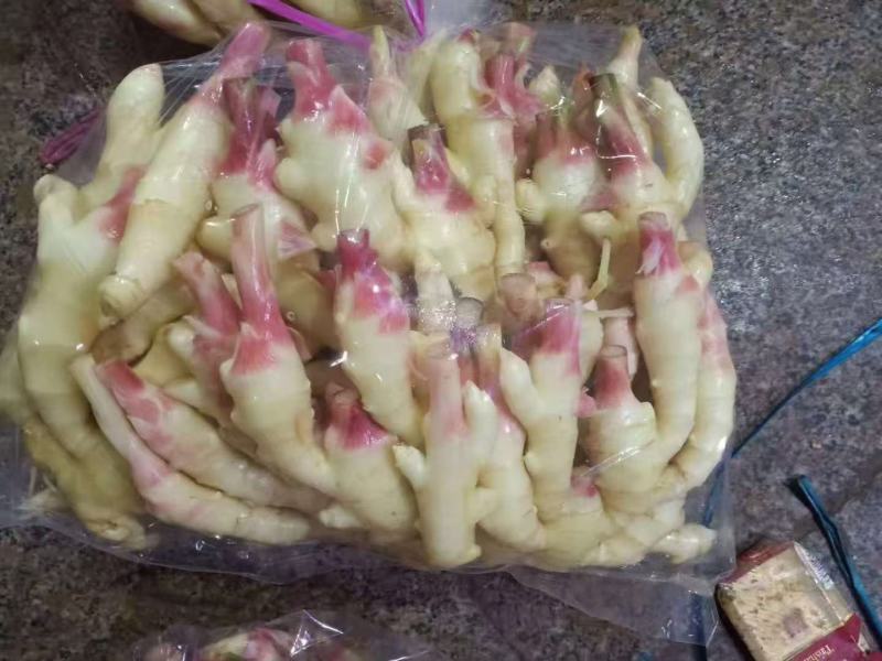鲜姜，水洗姜，泥姜阜阳小黄姜大黄姜仔姜