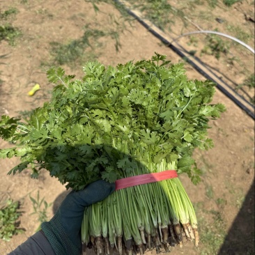 对接全国各地精品香菜价格实惠可视频看货