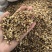 麦芽炒麦芽山东产地货源大货供应量大从优