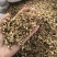 麦芽炒麦芽山东产地货源大货供应量大从优