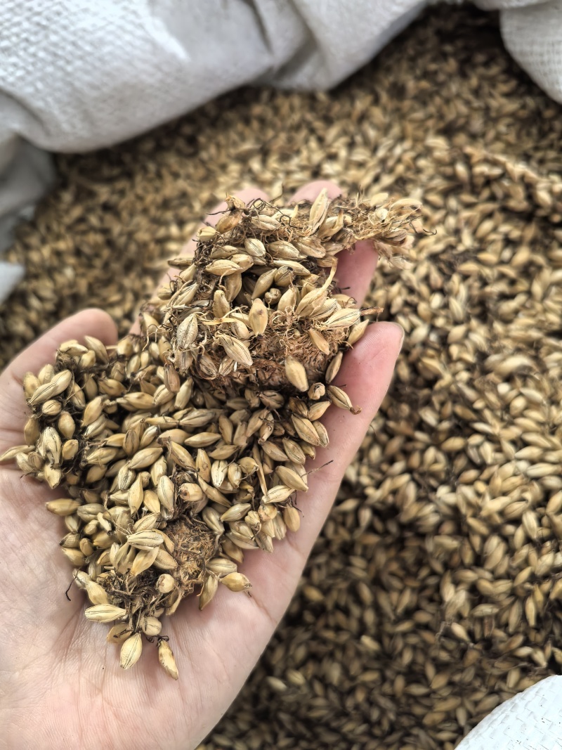 麦芽炒麦芽山东产地货源大货供应量大从优