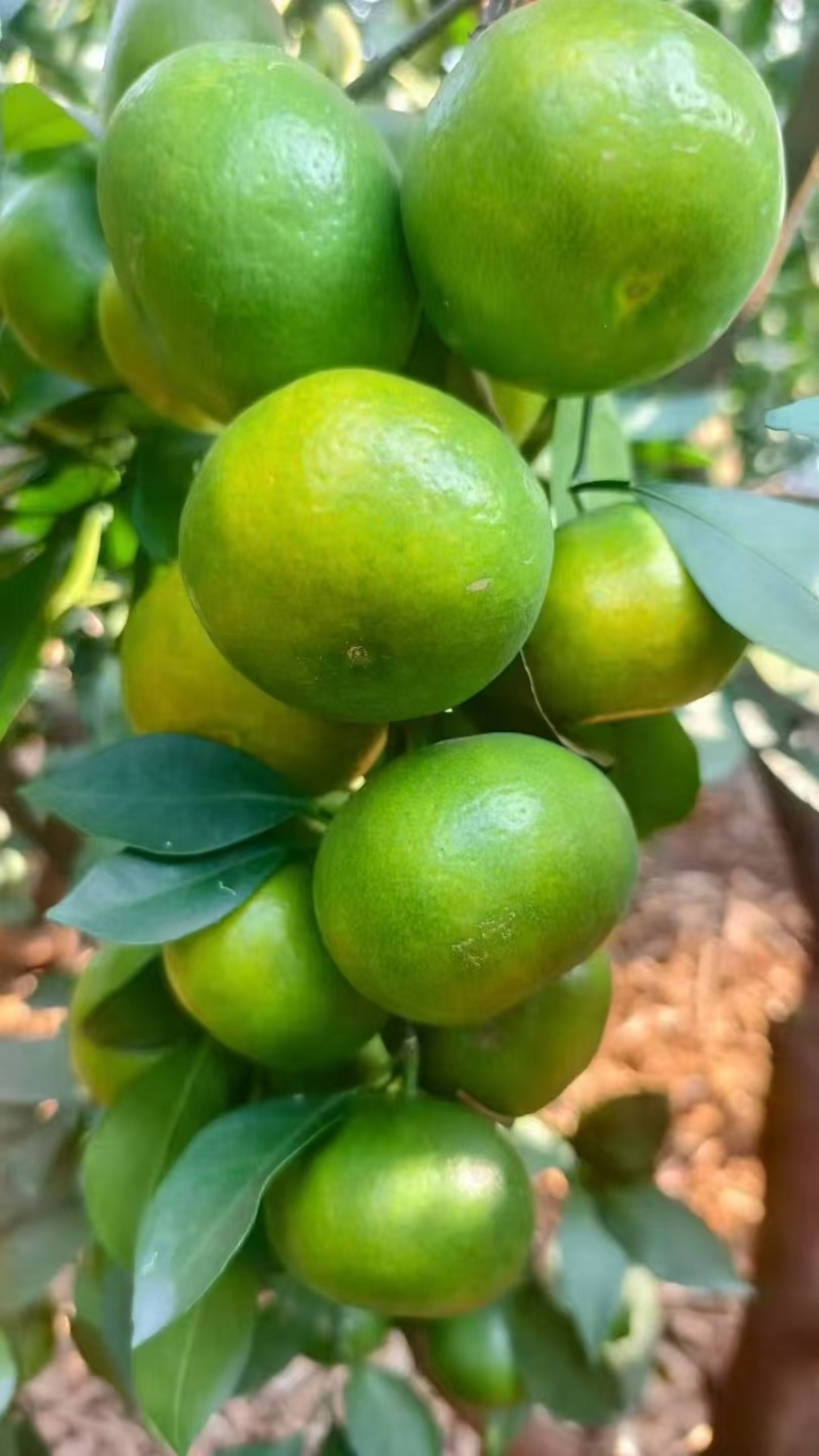 【热卖】湖北高山蜜橘产地一手货源九分甜一分酸质量保