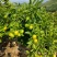 【热卖】湖北高山蜜橘产地一手货源九分甜一分酸质量保