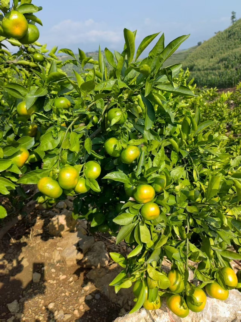 【热卖】湖北高山蜜橘产地一手货源九分甜一分酸质量保