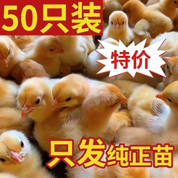 现货正宗五黑鸡小鸡苗批发活苗黑土鸡三黄鸡麻鸡产蛋顺丰包邮