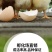 现货正宗五黑鸡小鸡苗批发活苗黑土鸡三黄鸡麻鸡产蛋顺丰包邮