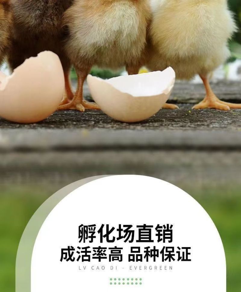 现货正宗五黑鸡小鸡苗批发活苗黑土鸡三黄鸡麻鸡产蛋顺丰包邮