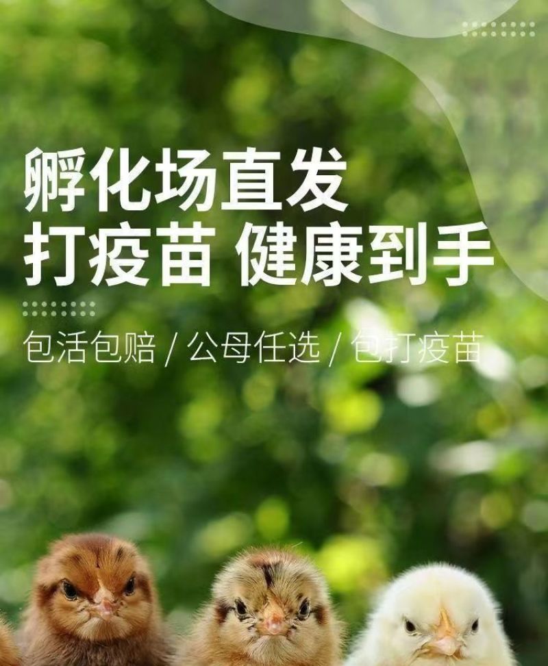 现货正宗五黑鸡小鸡苗批发活苗黑土鸡三黄鸡麻鸡产蛋顺丰包邮
