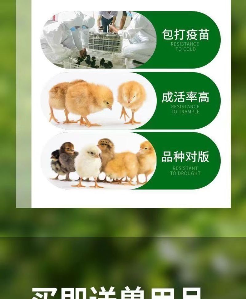 现货正宗五黑鸡小鸡苗批发活苗黑土鸡三黄鸡麻鸡产蛋顺丰包邮