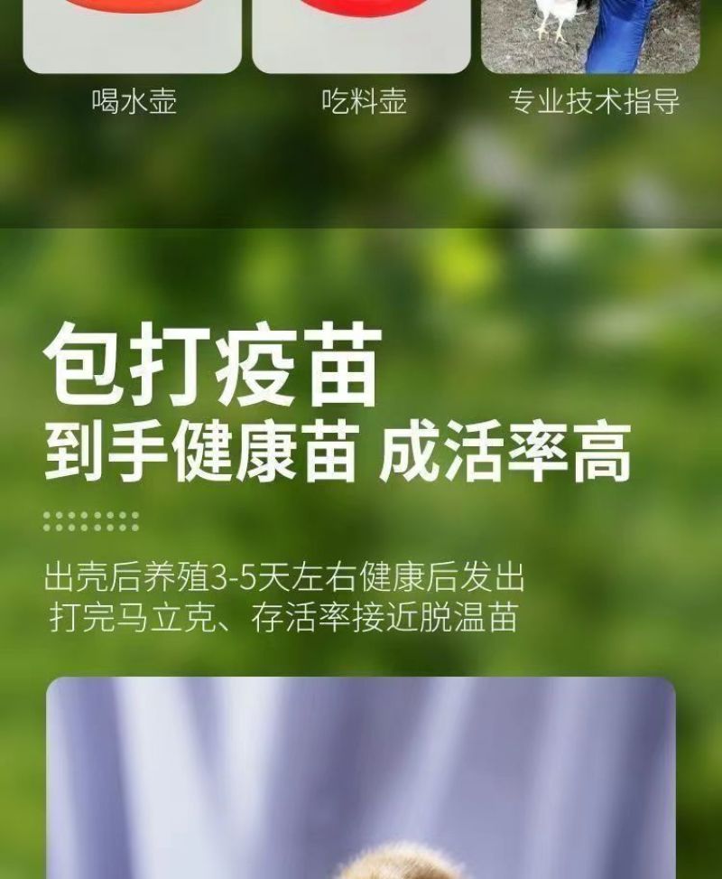 现货正宗五黑鸡小鸡苗批发活苗黑土鸡三黄鸡麻鸡产蛋顺丰包邮