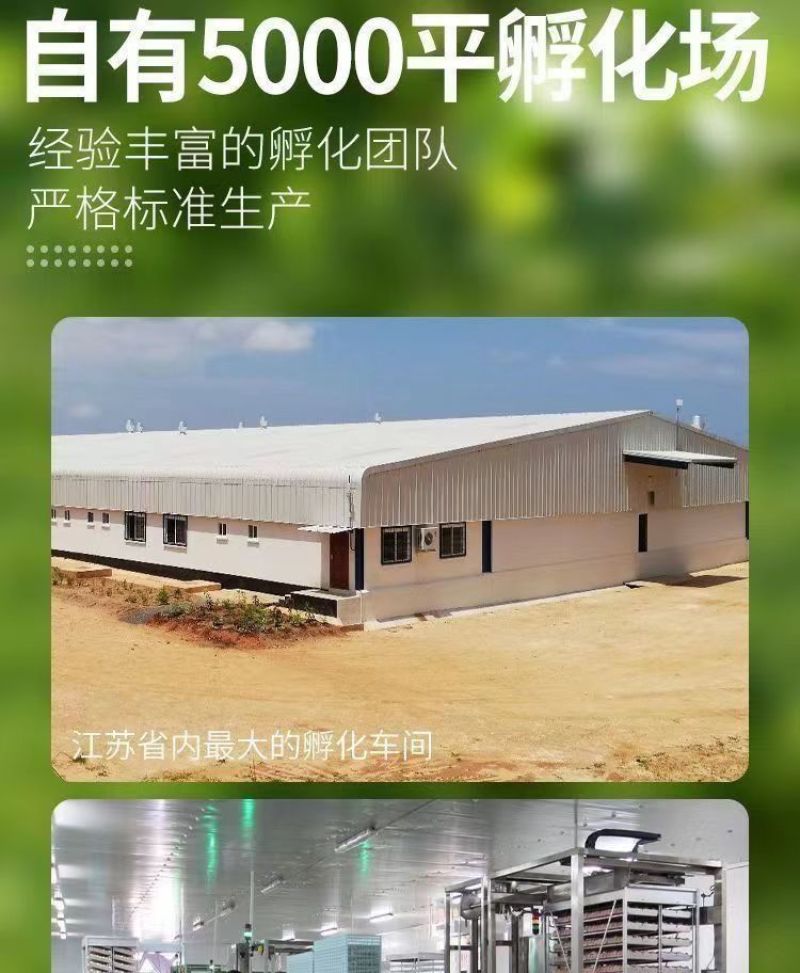 现货正宗五黑鸡小鸡苗批发活苗黑土鸡三黄鸡麻鸡产蛋顺丰包邮