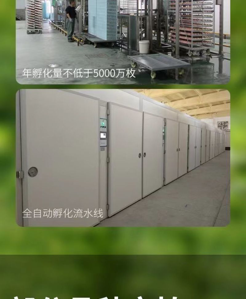 现货正宗五黑鸡小鸡苗批发活苗黑土鸡三黄鸡麻鸡产蛋顺丰包邮