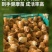 现货正宗五黑鸡小鸡苗批发活苗黑土鸡三黄鸡麻鸡产蛋顺丰包邮