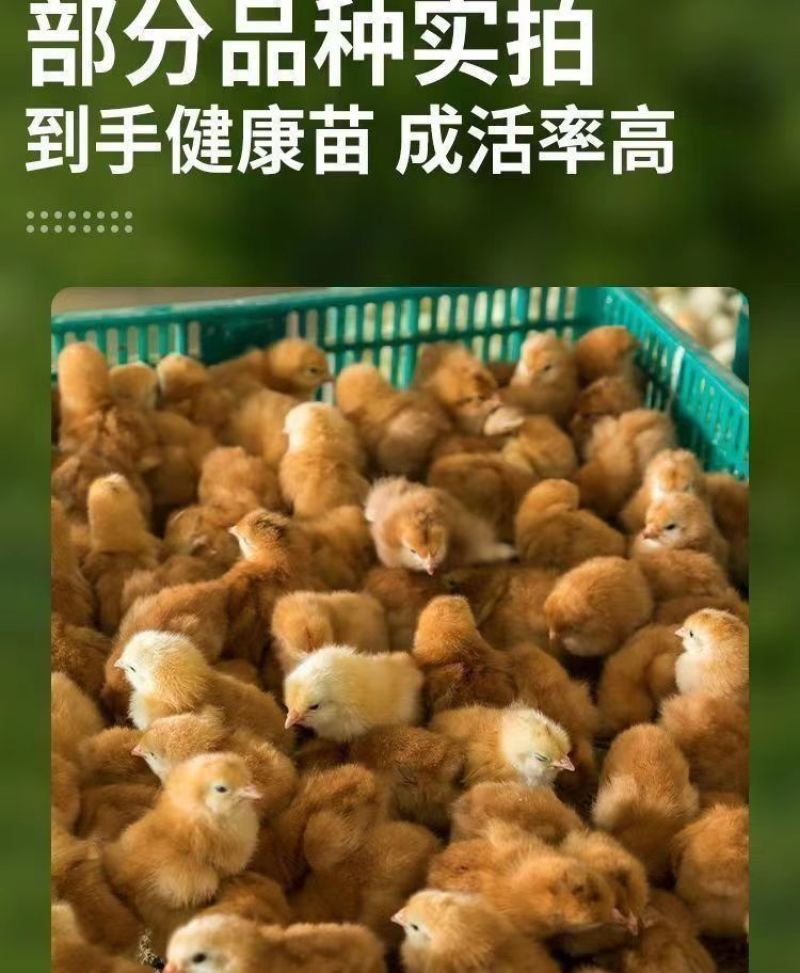 现货正宗五黑鸡小鸡苗批发活苗黑土鸡三黄鸡麻鸡产蛋顺丰包邮
