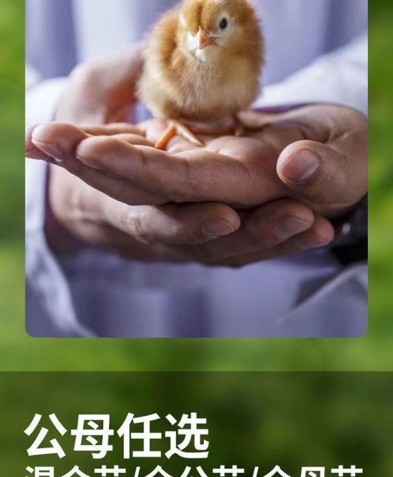 现货正宗五黑鸡小鸡苗批发活苗黑土鸡三黄鸡麻鸡产蛋顺丰包邮