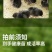 现货正宗五黑鸡小鸡苗批发活苗黑土鸡三黄鸡麻鸡产蛋顺丰包邮