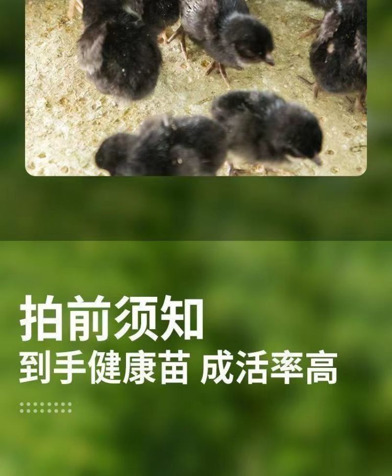 现货正宗五黑鸡小鸡苗批发活苗黑土鸡三黄鸡麻鸡产蛋顺丰包邮
