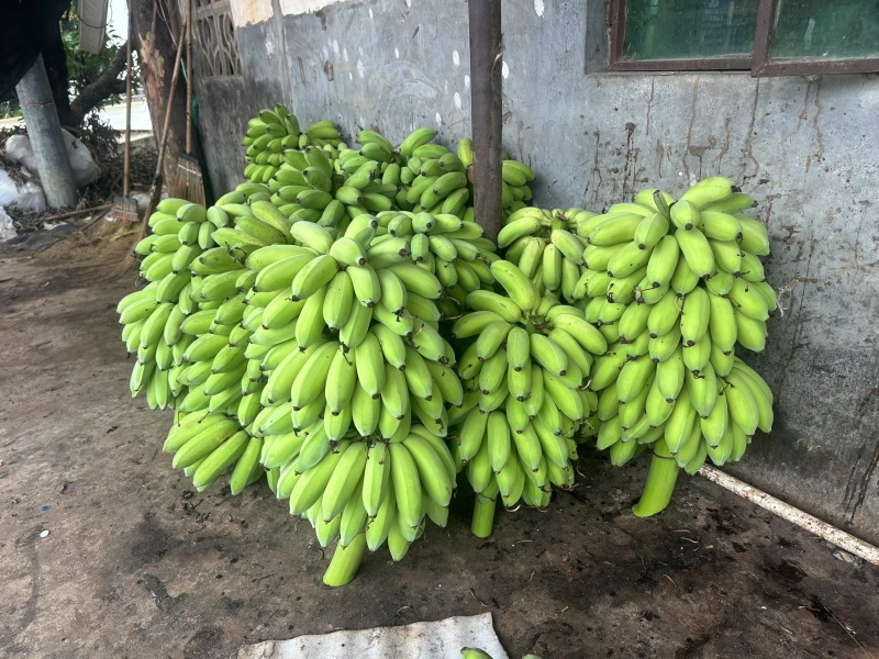 高州粉蕉，香蕉产地直供，专业代收购，代发货！