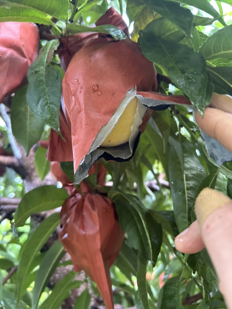 自家种植8年大树几万斤