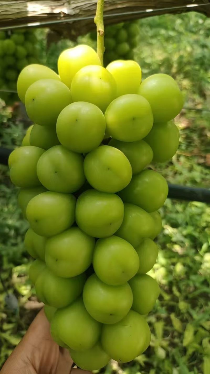 小穗大颗粒精品阳光晴王葡萄