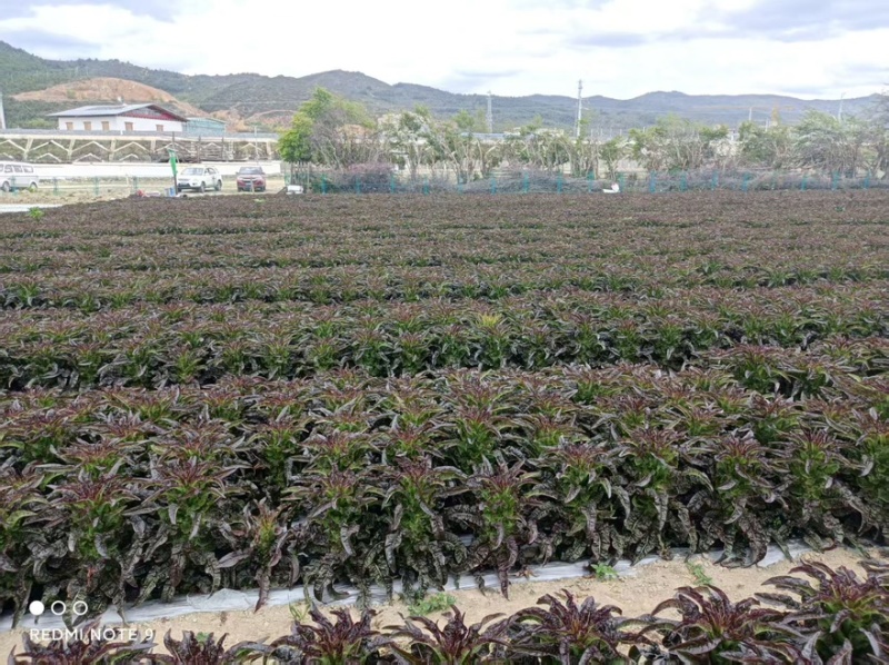 【实力推荐】莴笋红叶莴笋香莴苣产地直销量大从优可视频