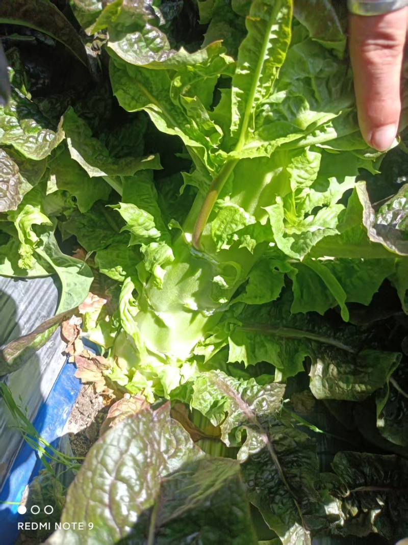【实力推荐】莴笋红叶莴笋香莴苣产地直销量大从优可视频