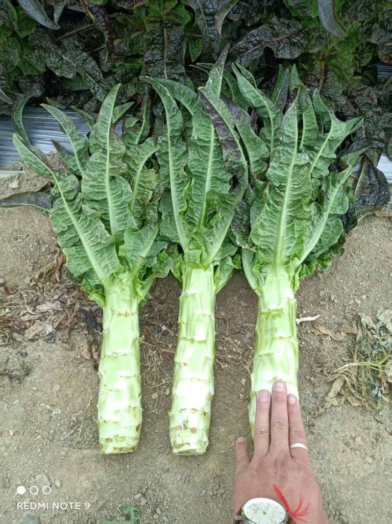 【实力推荐】莴笋红叶莴笋香莴苣产地直销量大从优可视频