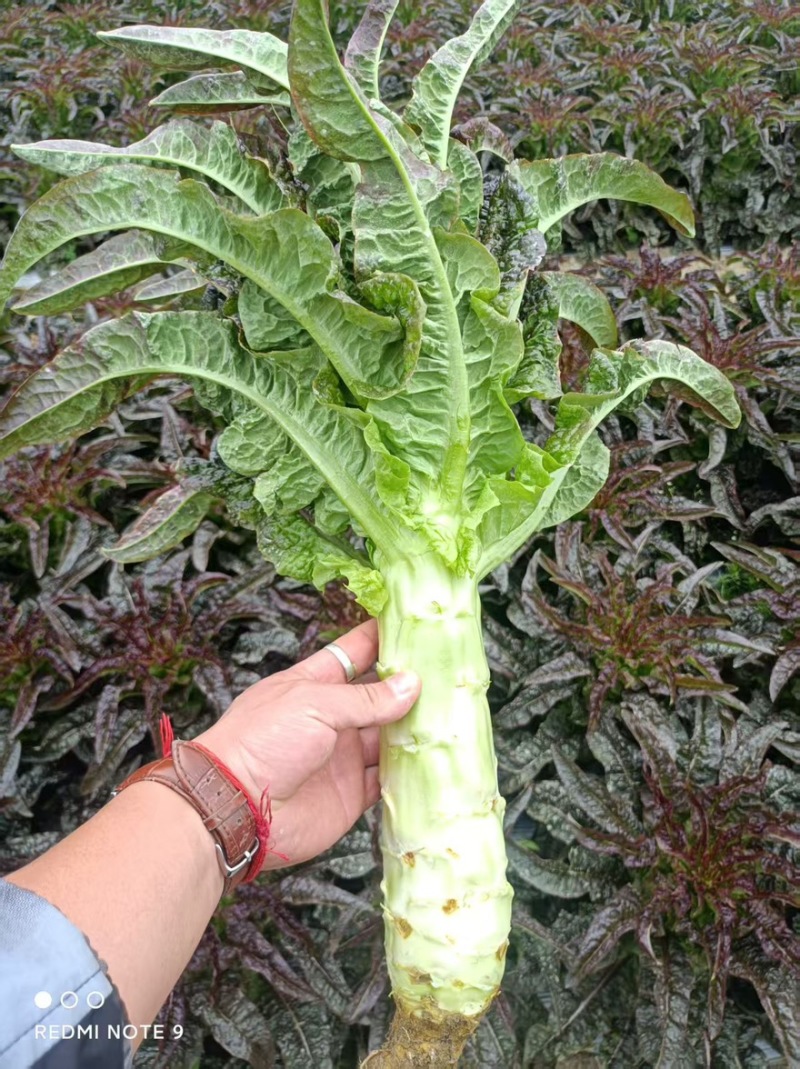 【实力推荐】莴笋红叶莴笋香莴苣产地直销量大从优可视频