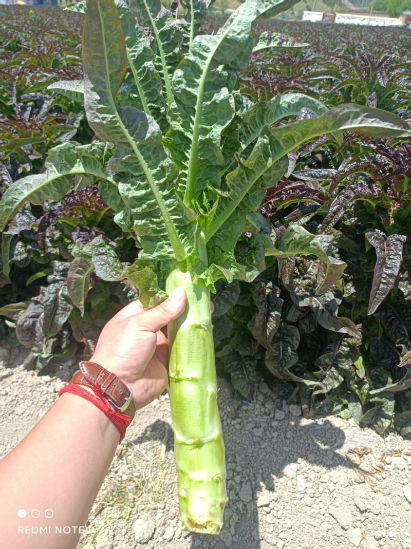 【实力推荐】莴笋红叶莴笋香莴苣产地直销量大从优可视频