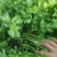 法国皇后西芹苗/芹菜苗/西芹苗/安阳滑县发车