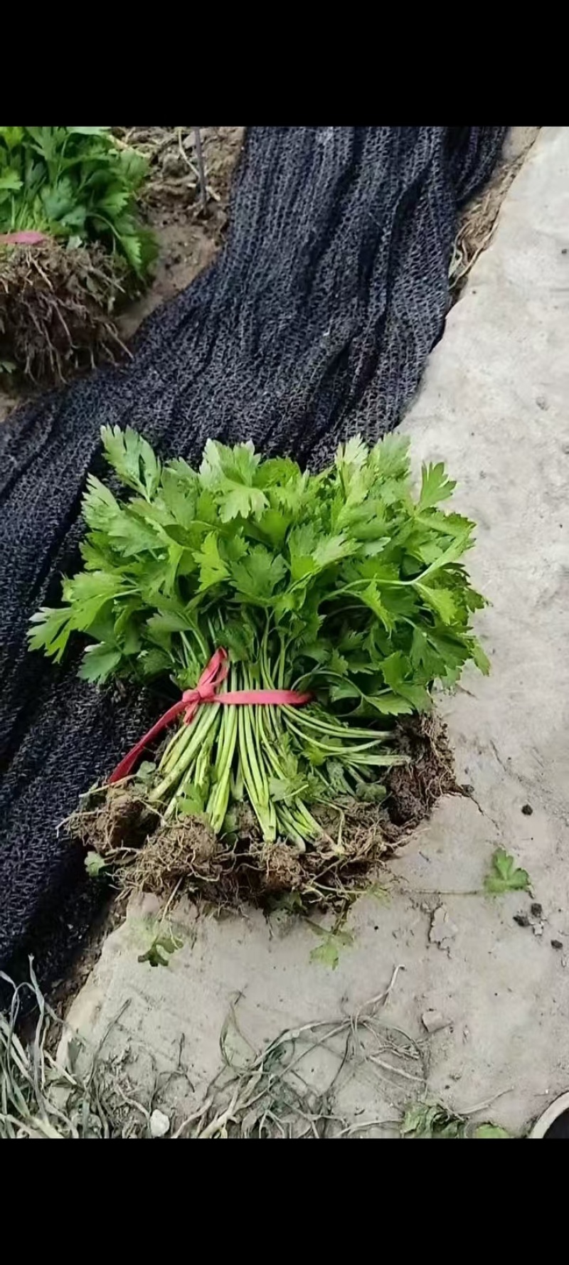 法国皇后西芹苗/芹菜苗/西芹苗/安阳滑县发车