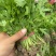 法国皇后西芹苗/蔬菜苗/种苗/西芹苗/安阳滑县