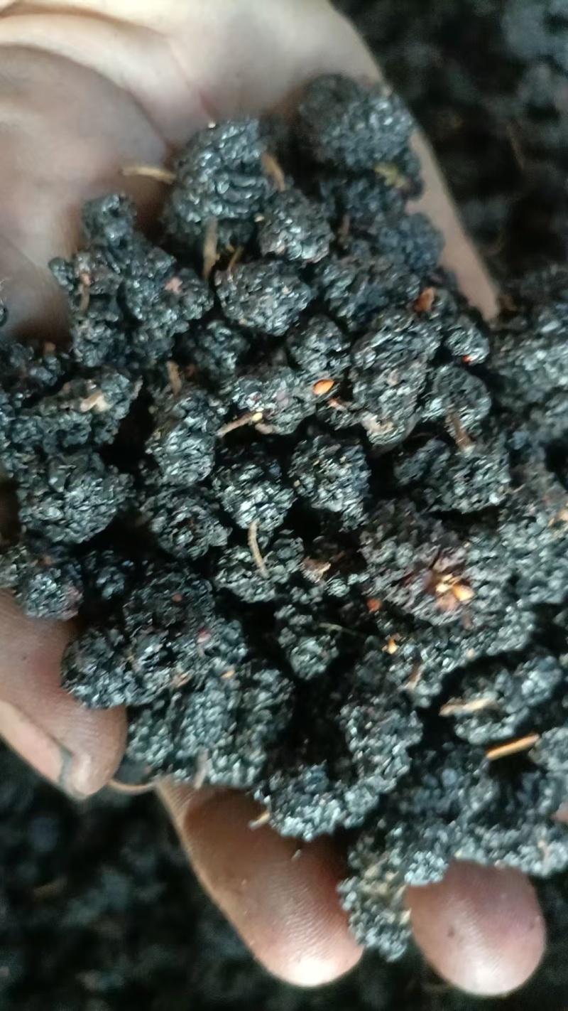 河北桑葚干/桑葚干产地直供/量大从优对接超市批发市场