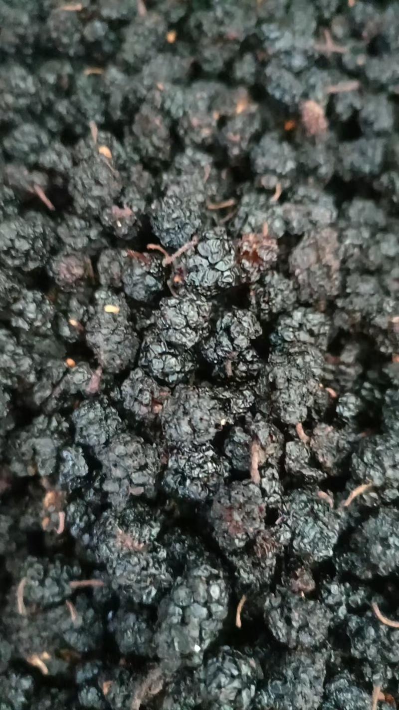 河北桑葚干/桑葚干产地直供/量大从优对接超市批发市场