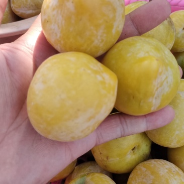 黄金奈李
