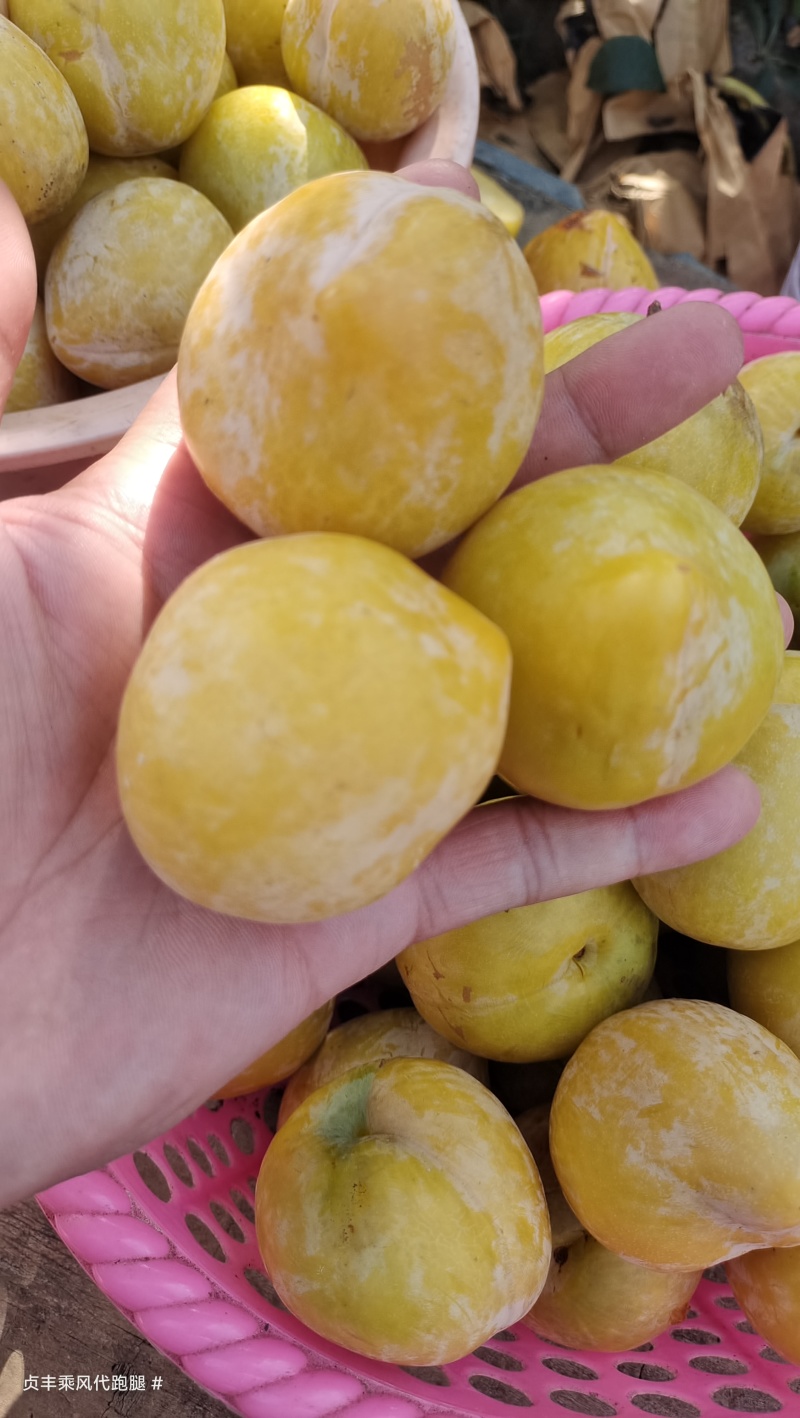 黄金奈李
