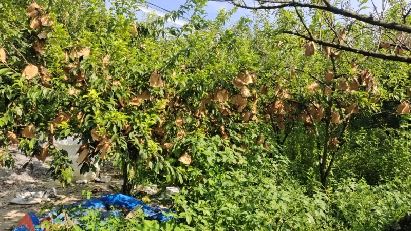 黄金奈李
