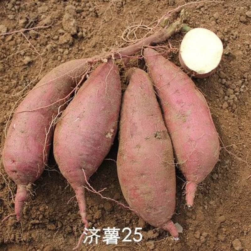 济薯25红薯大量上货保质保量基地直发量大价优欢迎电联