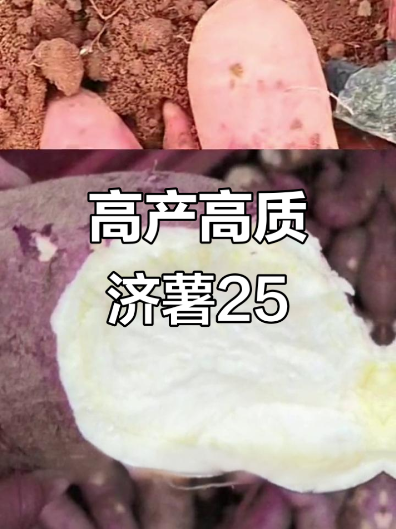 济薯25红薯大量上货保质保量基地直发量大价优欢迎电联