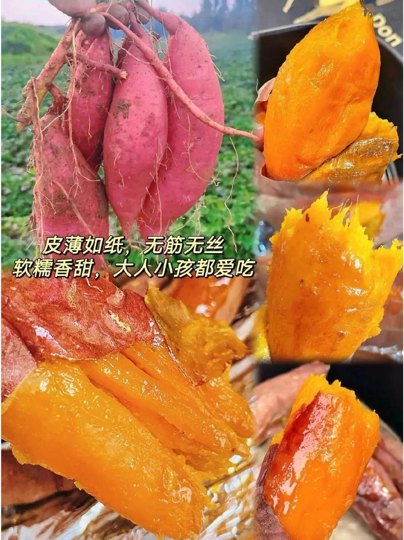 烟薯25红薯山东红薯口感好价格实惠运输便利欢迎电联
