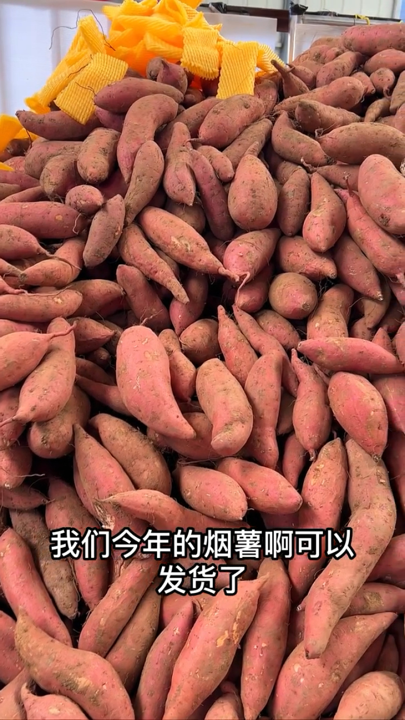烟薯25红薯山东红薯口感好价格实惠运输便利欢迎电联