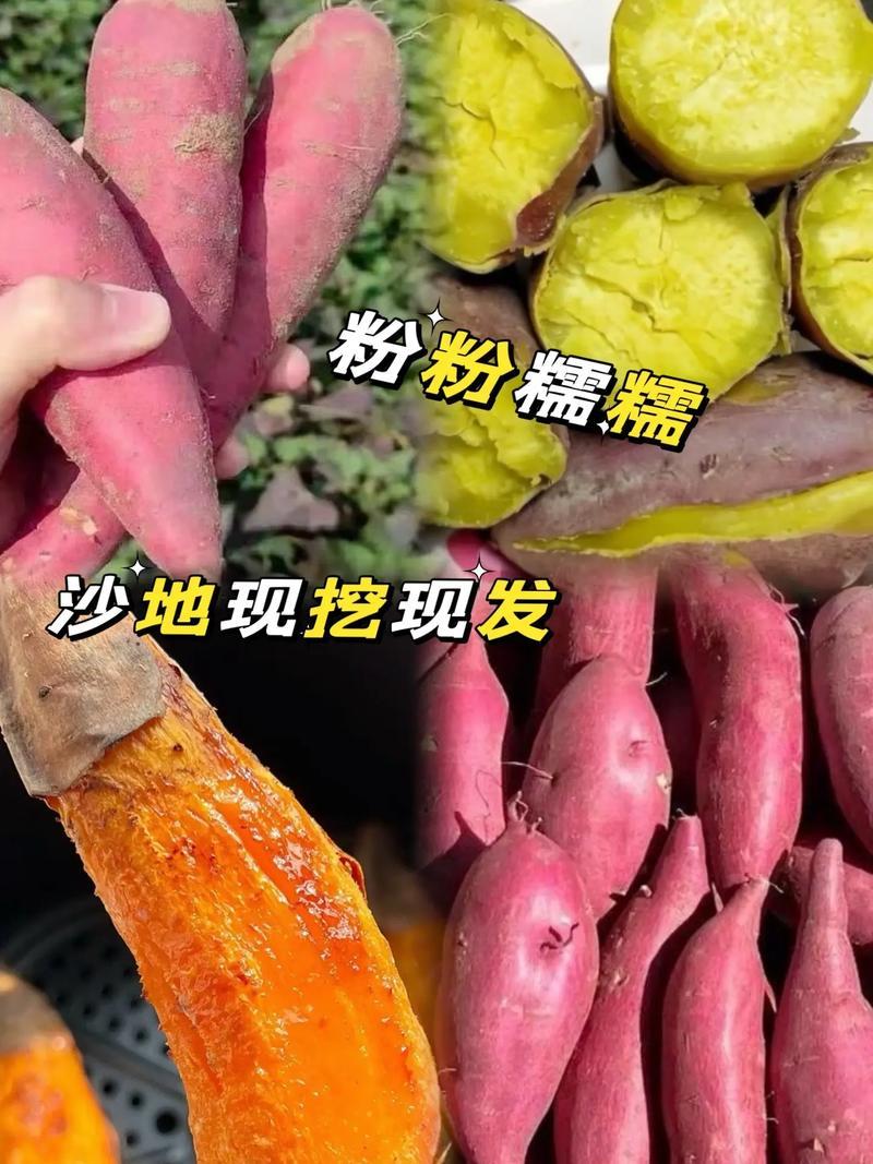 西瓜红红薯上市了产地直发价格实惠欢迎电联
