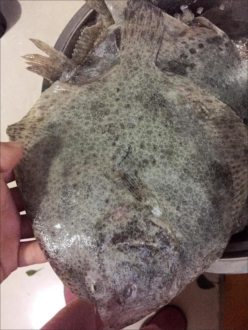 多宝鱼新鲜冷冻，独立包装，净重7-9两
